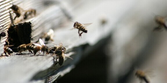 The Dance language of honeybees Is sloppy